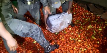 Momento en el que los gendarmes descubren los bultos de marihuana ocultos entre los tomates, en Jujuy.