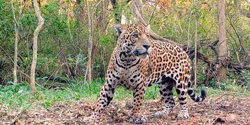 En 2020 se logró la cruza de Tania, una hembra de cautiverio, con el macho salvaje Qaramta