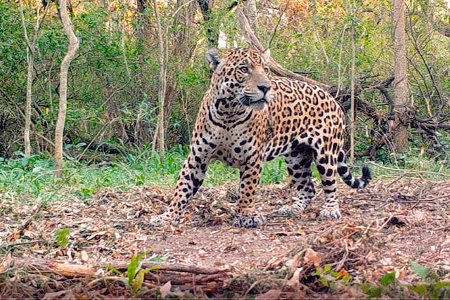 En 2020 se logró la cruza de Tania, una hembra de cautiverio, con el macho salvaje Qaramta