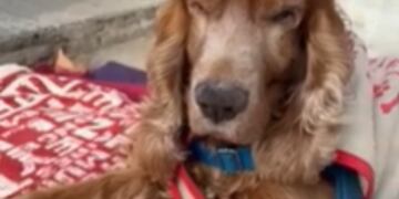 Adriano es un cocker, es ciego y tiene 14 años.