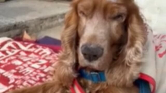 Adriano es un cocker, es ciego y tiene 14 años.