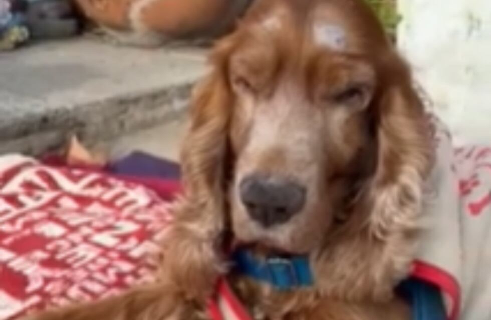 Video: abandonó a un perro ciego junto a una carta y ahora le buscan familia