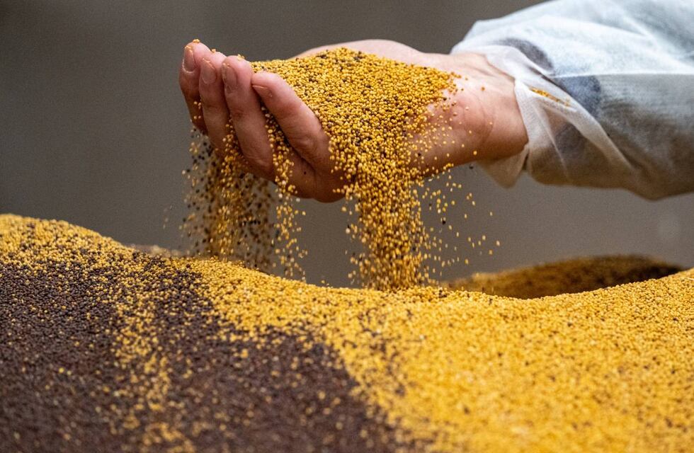 Charla informativa sobre el Curso de Perito Clasificador de Cereales Oleaginosos y Legumbres