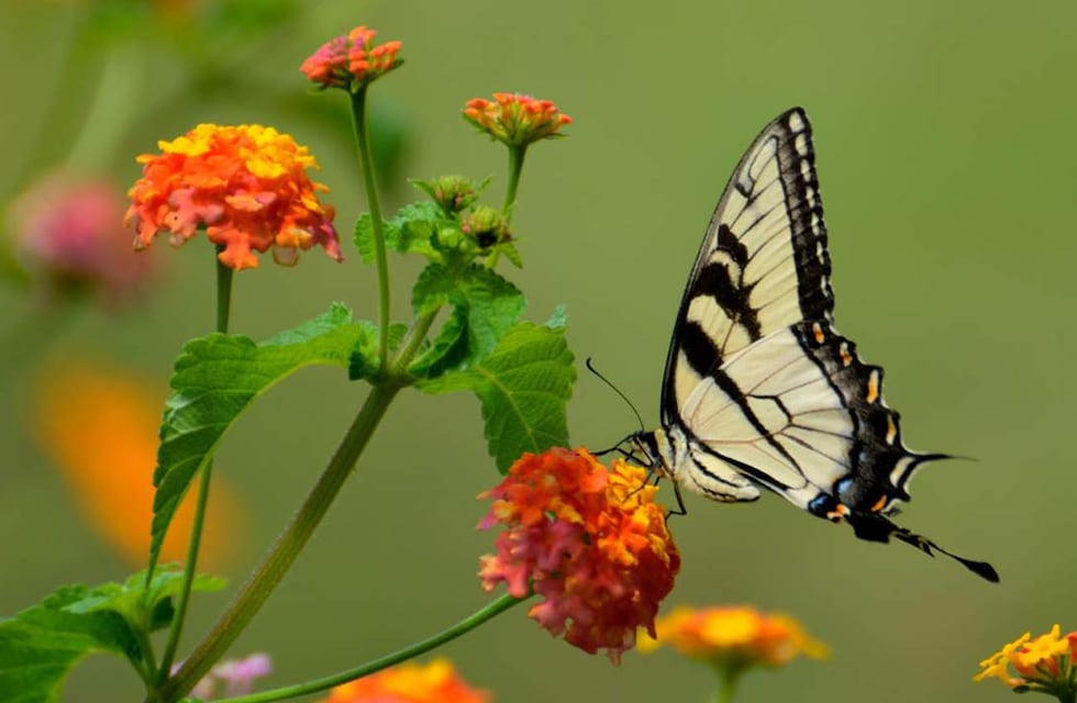 Invasión de mariposas: por qué hay tantas en Buenos Aires y hasta cuándo se quedan