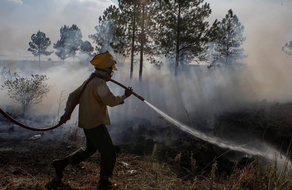 Conmoción en Corrientes: apareció un ciervo con quemaduras después de un incendio