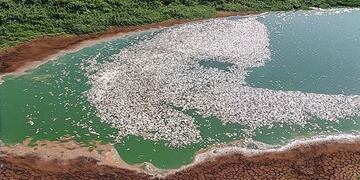 A la falta de agua en el río Paraná, se suma la muerte de millones de peces.