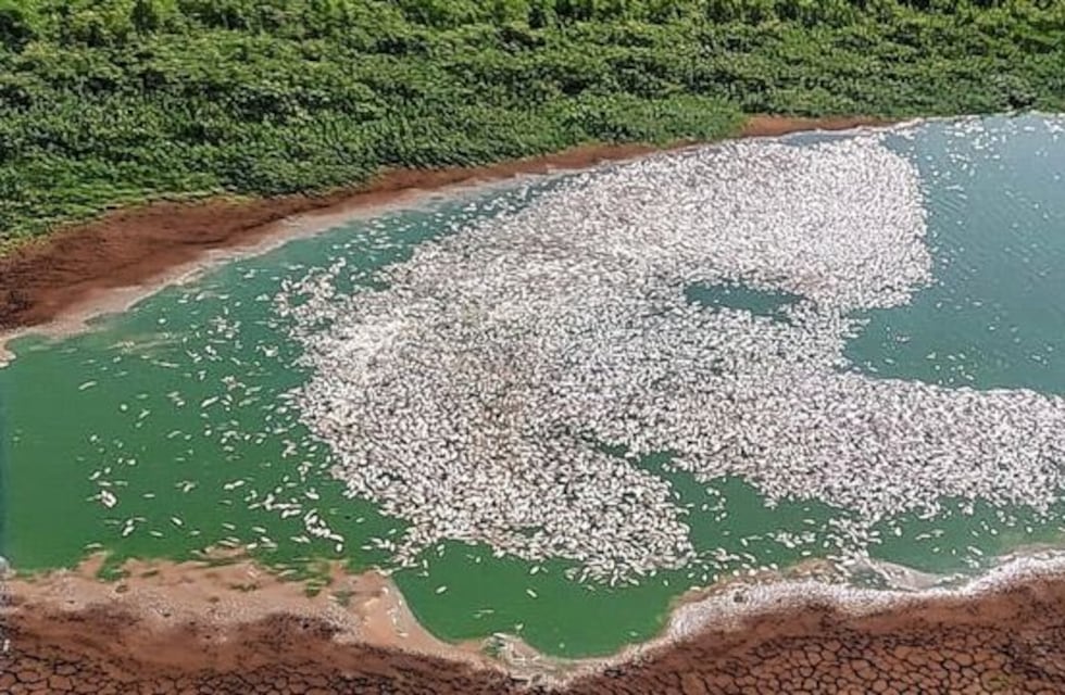 Miles de peces muertos en las orillas del río Paraná