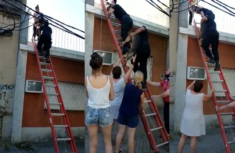 Rescataron a un perro que pasó cinco días abandonado en la terraza de su casa