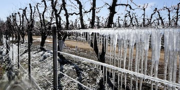 Heladas en Valle de Uco
A raíz de la ola de frio polar y las bajas temperaturas comenzaron las acciones en fincas de frutales en especial duraznos en el Valle de Uco para evitar los daños de las heladas tardías.