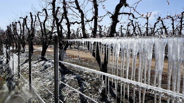 Heladas en Valle de Uco 
A raíz de la ola de frio polar y las bajas temperaturas comenzaron las acciones en fincas de frutales en especial duraznos en el Valle de Uco para evitar los daños de las heladas tardías.
