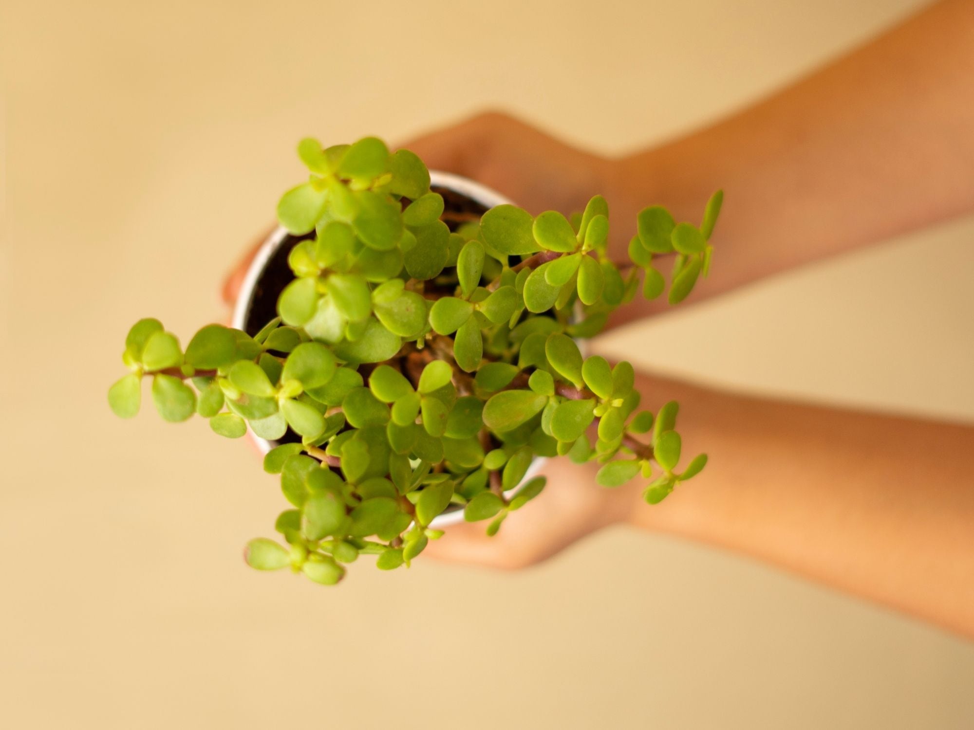 Por qué deberías tener en casa un árbol de jade como planta de la buena fortuna, según el Feng Shui