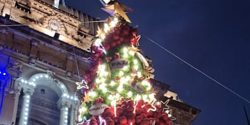 EL árbol se eleva varios metros, dominando la empalizada de Casa de Gobierno.