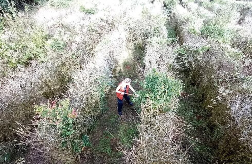 El Laberinto Vegetal del Parque Juan Vortisch en Montecarlo no abrirá al público este año