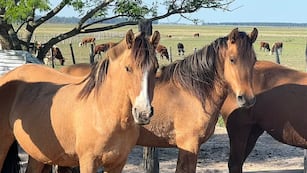 El primer caso de muerte por Encefalitis Equina del Oeste (EEO) fue confirmado en el departamento Unión.