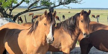 Ya son 11 los casos de encefalitis equina en humanos en Córdoba.