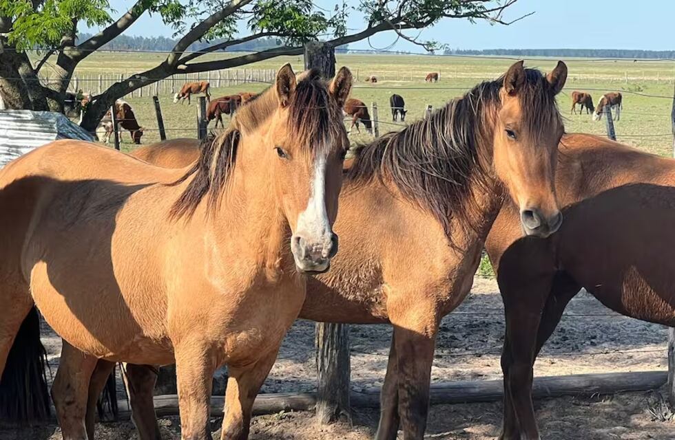 Preocupación en Córdoba: se confirmaron 11 casos de encefalitis equina en humanos