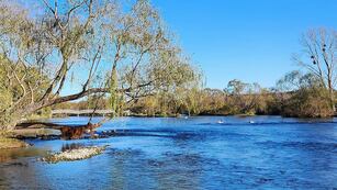 El animal fue divisado en la provincia de Córdoba. (Unciencia)
