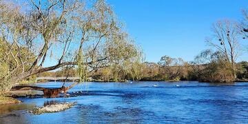 El animal fue divisado en la provincia de Córdoba. (Unciencia)