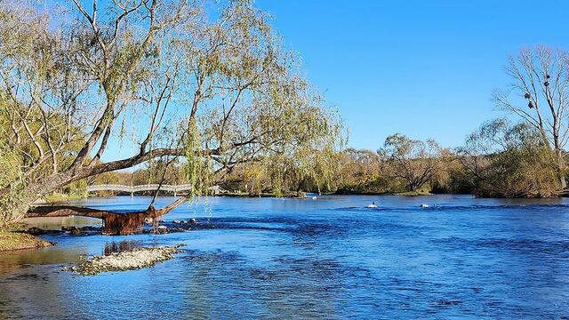 El animal fue divisado en la provincia de Córdoba. (Unciencia)