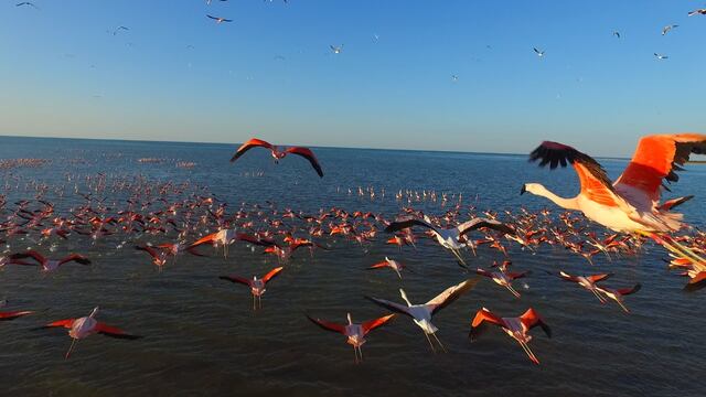 El flamenco es el ave emblemática de la región, más de 400 especies de aves integran sus ecosistema.