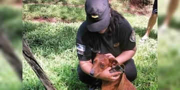 Tres perros son rescatados de un incendio en Colonia Victoria.