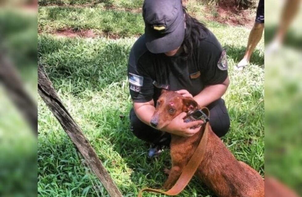 Tres perros son rescatados de un incendio en Colonia Victoria