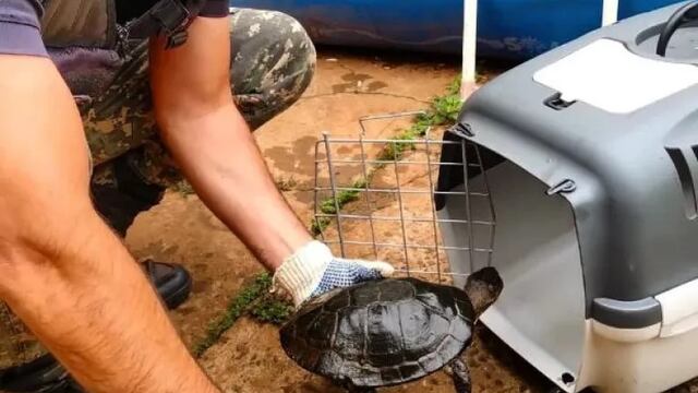 Rescatan en Posadas a varios animales vulnerables tras las inundaciones.