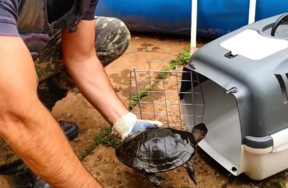 Rescatan en Posadas a varios animales vulnerables tras las inundaciones