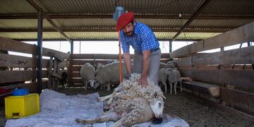 Demostración de Esquila con máquina