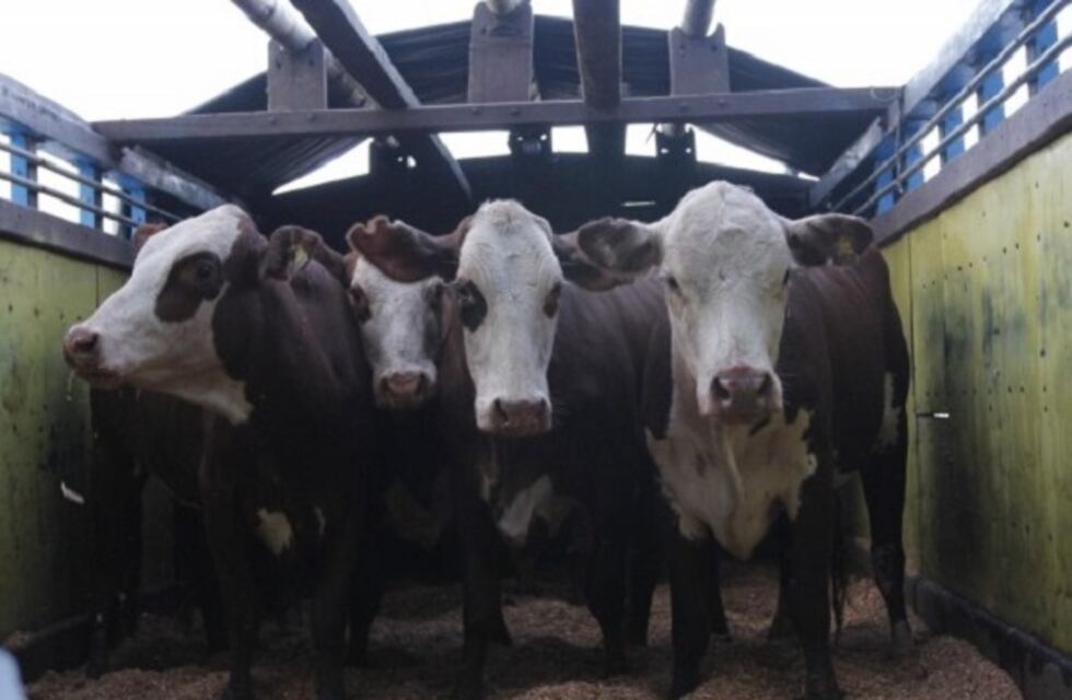 Caída de la faena de la hacienda vacuna - Enero 2021