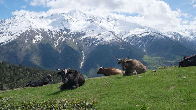 El animal es común en el Tíbet y Asia central, y está adaptado a ambientes extremos de gran altura y frío.