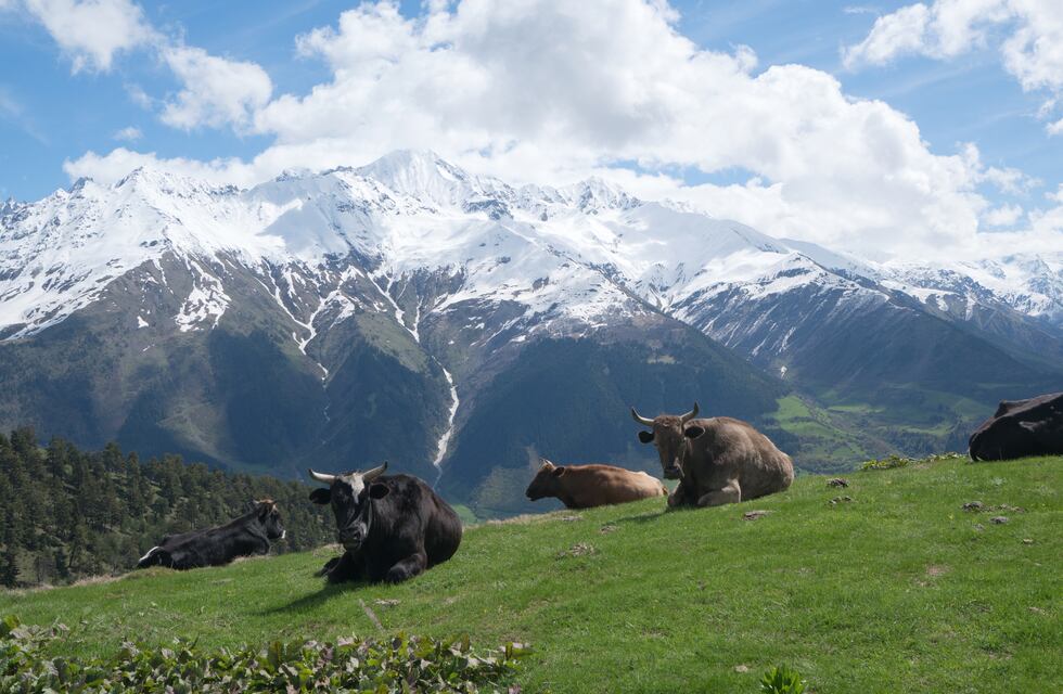 Un proyecto de hace unos cien años quería introducir yaks en la Puna Salteña