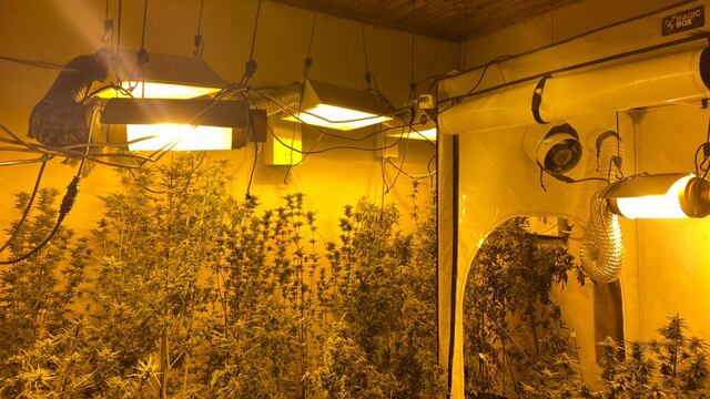 Policías provinciales encontraron el cultivo en una vivienda del Barrio Pirayuí. Buscaban pistas por  un femicidio en la misma barriada.