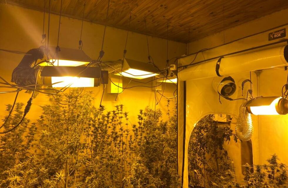 Barrio Pirayuí: buscaban sicarios por femicidio y encontraron un mega invernadero de marihuana