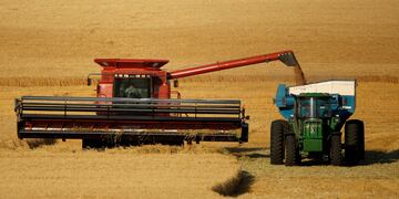 COSECHA. A medida que avance la recoleccion del cereal, y la exportación tenga menos presencia en el mercado, el precio del trigo se vería afectado. (AP)