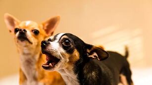 Reveló el verdadero motivo por el que los perros pequeños ladran y generó un fuerte debate en Tiktok.