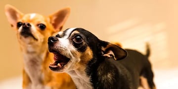 Reveló el verdadero motivo por el que los perros pequeños ladran y generó un fuerte debate en Tiktok.