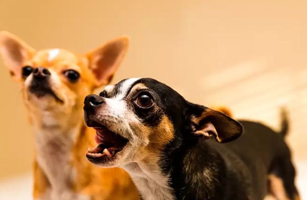 Reveló el verdadero motivo por el que los perros pequeños ladran y generó un fuerte debate en Tiktok