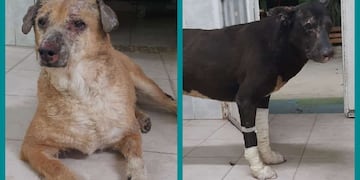 Negro y Tina buscan una familia que los lleve a su hogar para seguir con su tratamiento por las quemaduras.
