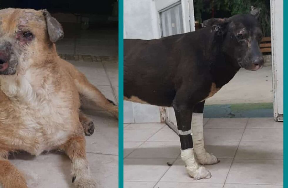 Explosión en Plaza Huincul: piden un hogar de tránsito para dos perritos quemados