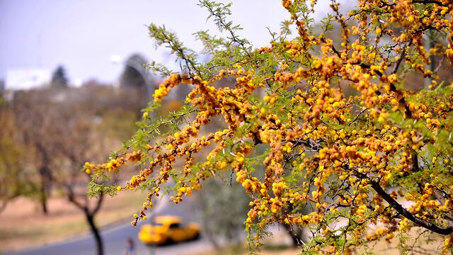 Se esperan fuertes ráfagas de viento en el sector sur y oeste de la provincia de Córdoba. (La Voz / Archivo)