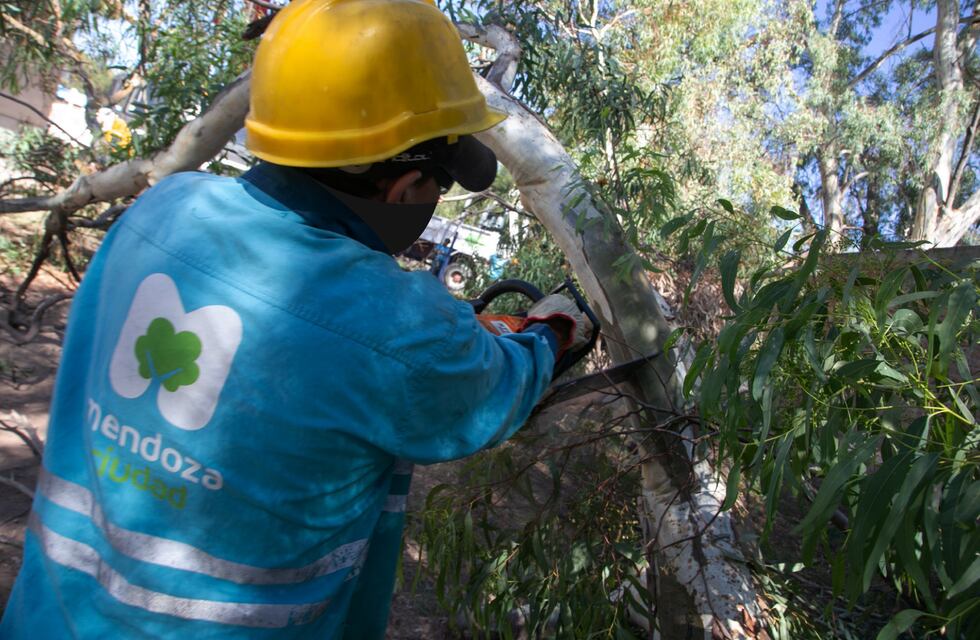 Trabajos de mantenimiento del arbolado y paseos de la Ciudad