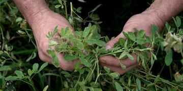 Cantidad de plantas de alfalfa en las praderas permanentes
