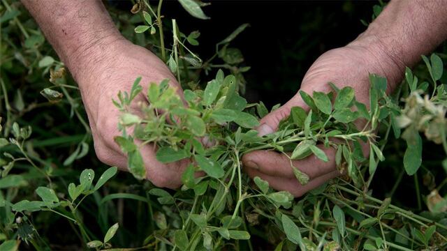 Cantidad de plantas de alfalfa en las praderas permanentes