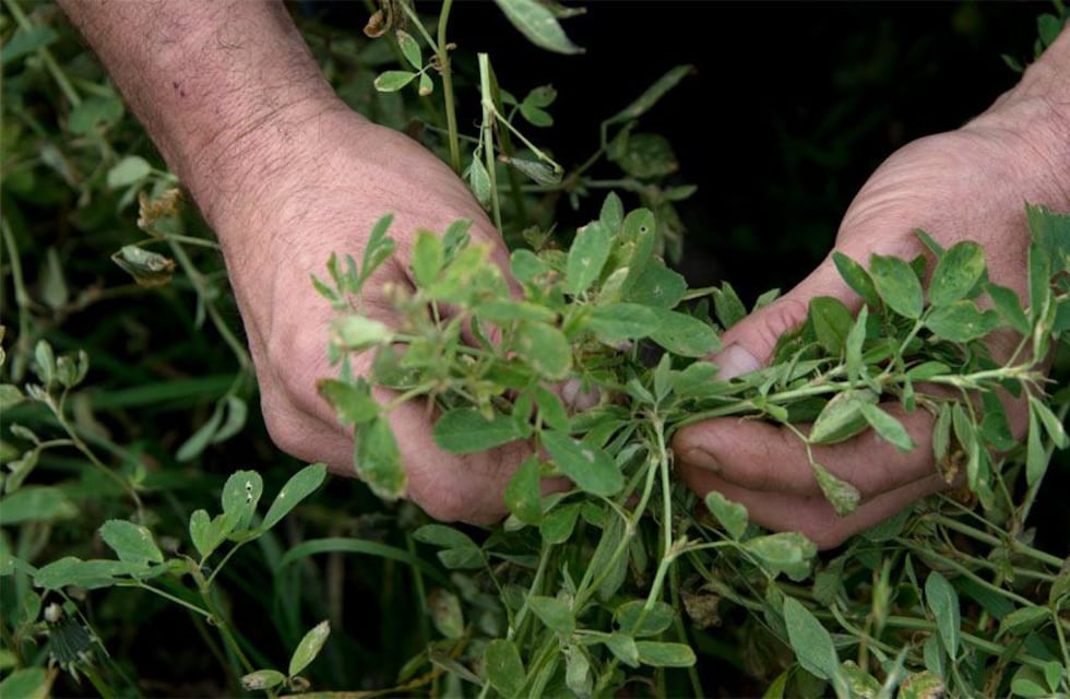 Cantidad de plantas de alfalfa en las praderas permanentes