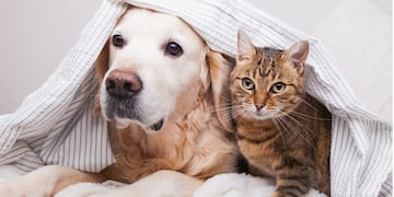 Perros y gatos.
