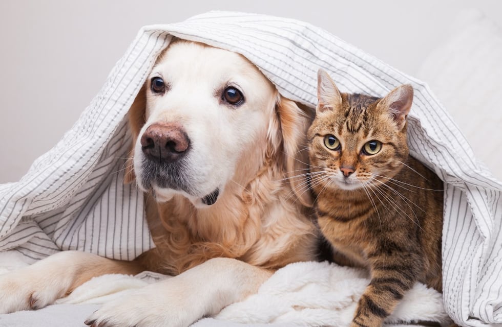 Viaje de amor: intenta que regresar Salta desde la Patagonia y para no abandonar a sus mascotas armó un “carro móvil” para su moto