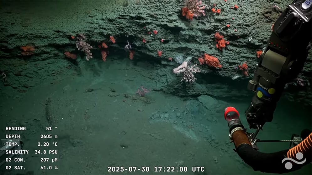 Lo que dejó la transmisión en vivo a 3.900 metros de profundidad: en colaboración con el Schmidt Ocean Institute, investigadores del CONICET realizan la expedición “Underwater Oases of Mar Del Plata Canyon: Talud Continental IV”