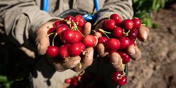 Mendoza 19 de noviembre 2020 Sociedad
Cosecha de cerezas en una finca de Perdriel, Lujan de Cuyo.
Foto: Ignacio Blanco / Los Andes