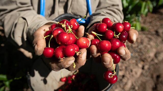 Mendoza 19 de noviembre 2020 Sociedad
Cosecha de cerezas en una finca de Perdriel, Lujan de Cuyo.
Foto: Ignacio Blanco / Los Andes
